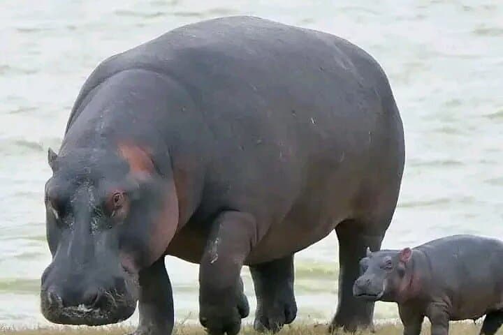 2-Day Selous Safari from Zanzibar: Game Drives & Rufiji River Boat Cruise photo 6