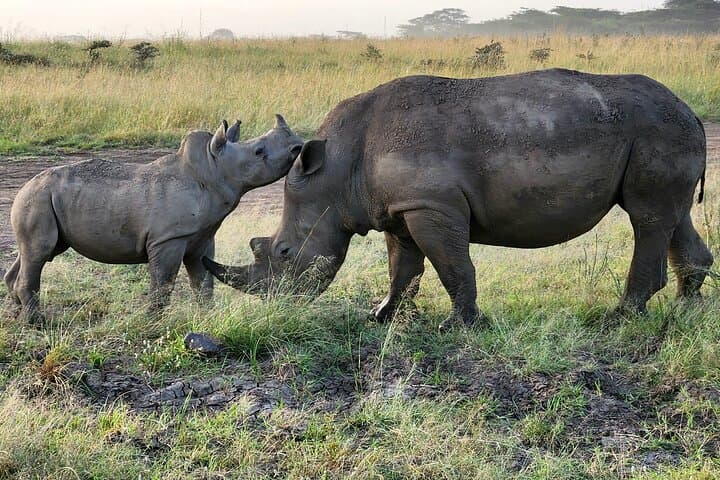 Explore Nairobi National Park: A Unique Safari Experience in Kenya’s Urban Wilderness photo 4
