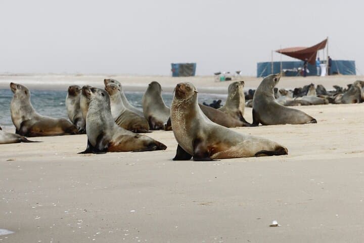 Pelican Point Kayak & Sandwich Harbor Dune Combo from Walvis Bay