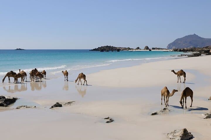 East and West Salalah Full-Day Private Tour — Wadi Darbat, Taqah & Mughsail Beaches photo 6
