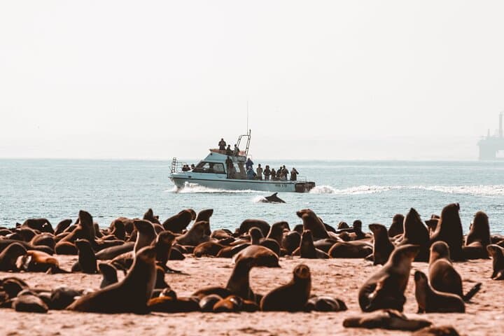 Walvis Bay Dolphin Cruise and Beach Braai at Pelican Point photo 3