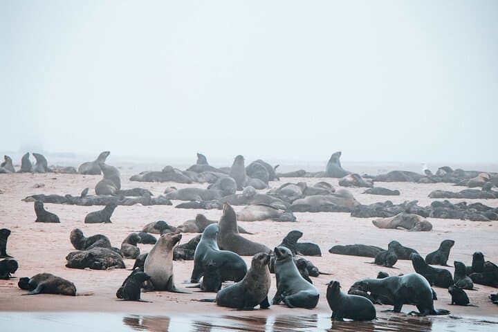 Walvis Bay Dolphin Cruise and Beach Braai at Pelican Point photo 4