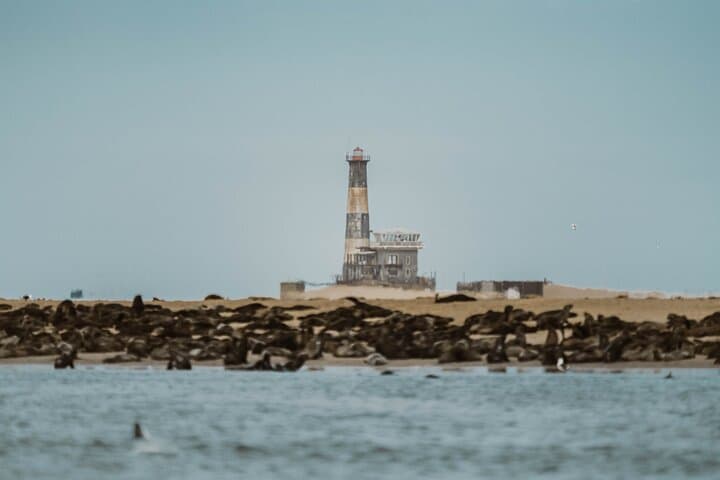 Walvis Bay Dolphin Cruise and Beach Braai at Pelican Point photo 5