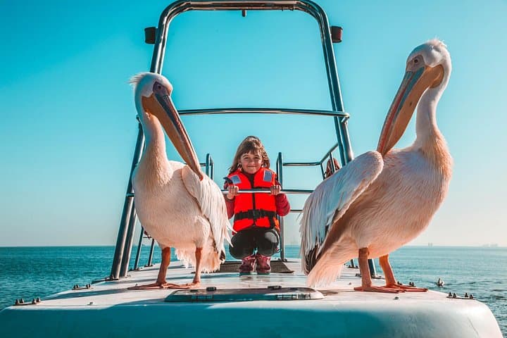 Walvis Bay to Pelican Point Dolphin Cruise — Oysters, Seals & Ocean Wildlife photo 1