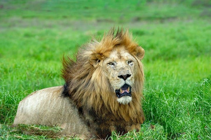 7-Day Tanzania Big Five Midrange Safari: Tarangire, Serengeti & Ngorongoro photo 2