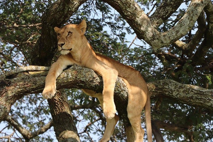 7-Day Tanzania Big Five Midrange Safari: Tarangire, Serengeti & Ngorongoro photo 1