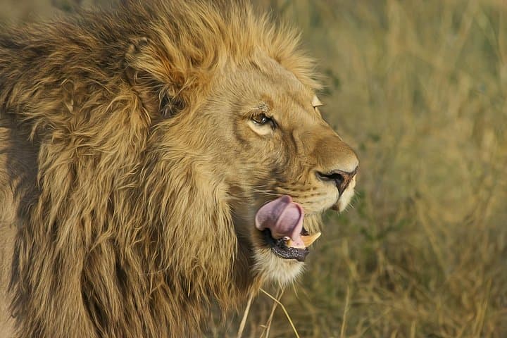 7-Day Tanzania Big Five Midrange Safari: Tarangire, Serengeti & Ngorongoro photo 3