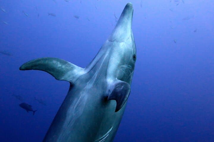 Cabo Ocean Safari: Snorkel with Pelagic Animals photo 5