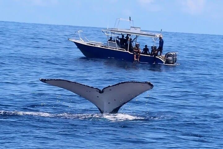 Cabo Ocean Safari: Snorkel with Pelagic Animals photo 6