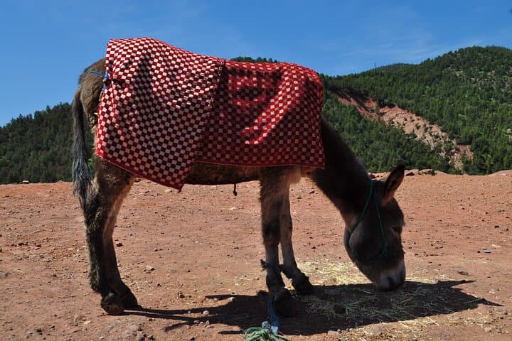 Agafay Desert Camel Ride & Sunset Stargazing from Marrakech photo 3