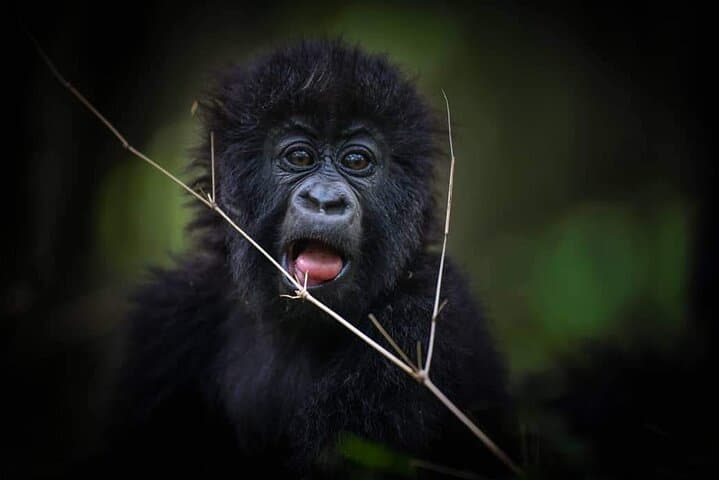 9-Day Mgahinga Gorilla Trek: Maasai Mara, Lake Nakuru and Naivasha