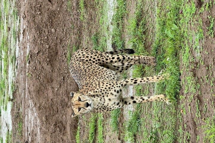9-Day Mgahinga Gorilla Trek: Maasai Mara, Lake Nakuru and Naivasha photo 6