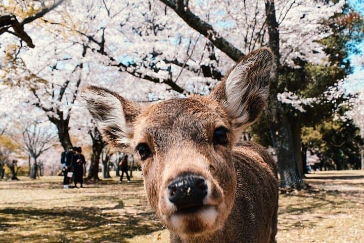 Private Nara Day Walking Tour from Osaka or Kyoto — Todai-ji, Kasuga Taisha & Deer Park