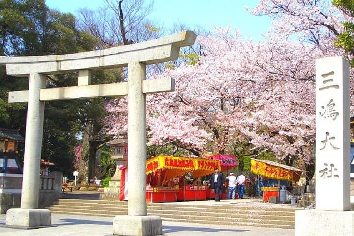 Tokyo to Mishima: Cherry Blossoms, Mishima Skywalk & Strawberry Picking photo 2
