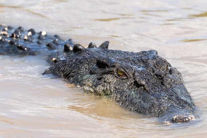 Top-End 5-Day Kakadu, Katherine Gorge & Litchfield 4WD Camping Adventure photo 4