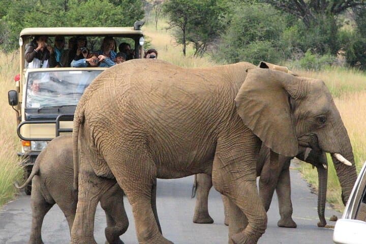 Private Pilanesberg Closed-Drive Safari: Big Five in a Volcanic Landscape photo 2