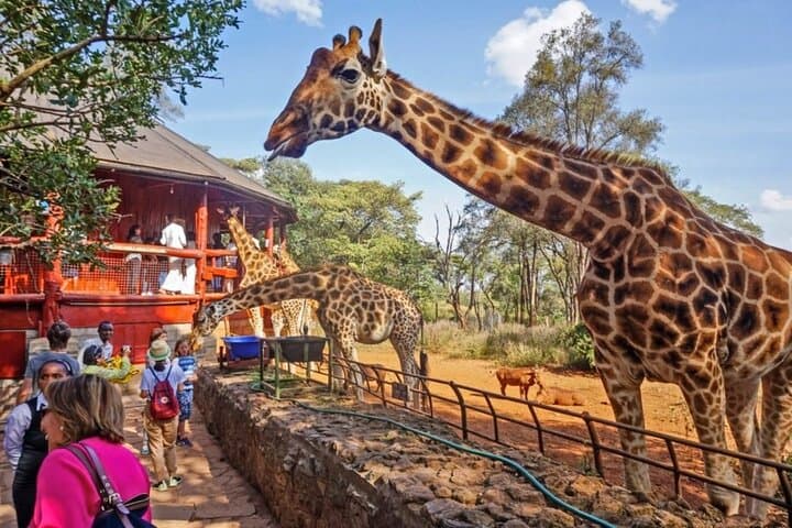 Up-Close with Rothschild’s Giraffe: Giraffe Centre Experience near Nairobi
