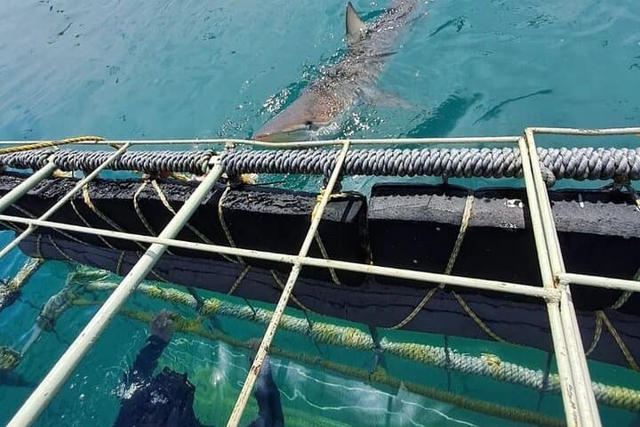 Shark Cage Diving in Gansbaai — Cage Tours & Marine Wildlife Encounters photo 5
