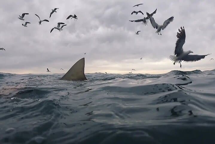 Shark Cage Diving in Gansbaai — Cage Tours & Marine Wildlife Encounters photo 6
