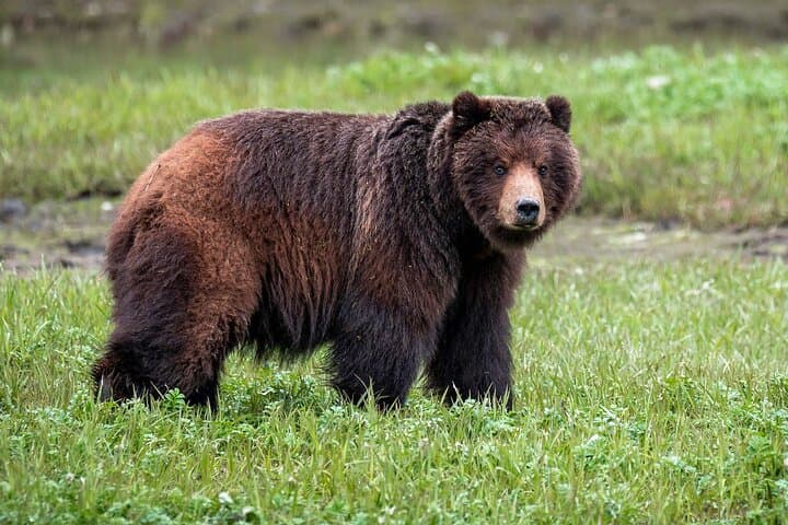 Pack Creek Bear Viewing: Wilderness Wildlife Flight from Juneau