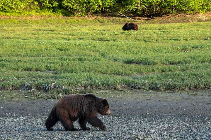 Pack Creek Bear Viewing: Wilderness Wildlife Flight from Juneau photo 3
