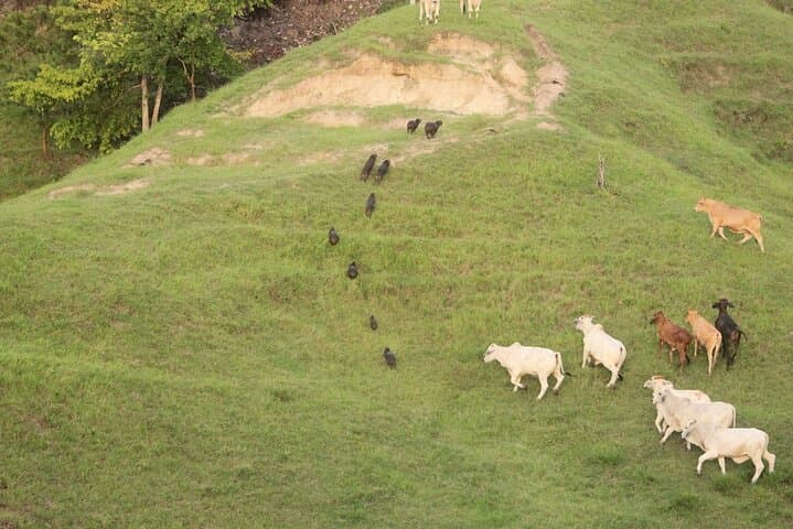 Full-Day Horseback Riding from Medellín: Authentic Colombian Ranch Experience photo 5