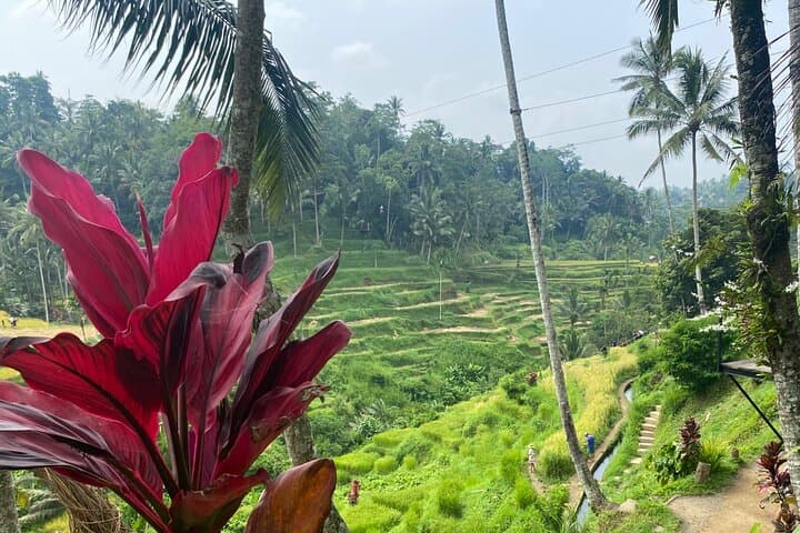 One Day Exploring Ubud: Monkey Forest, Rice Terraces, Waterfall & Art Villages