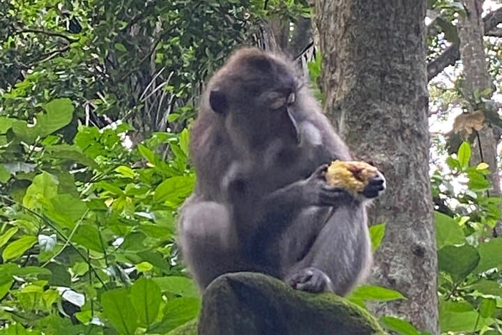 One Day Exploring Ubud: Monkey Forest, Rice Terraces, Waterfall & Art Villages photo 2