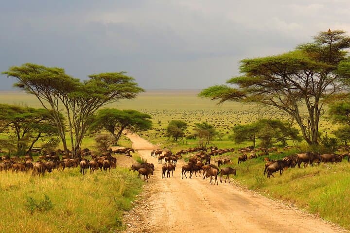 Chase the Great Migration: 8-Day Mid-Range Serengeti Wildebeest Migration Safari photo 6