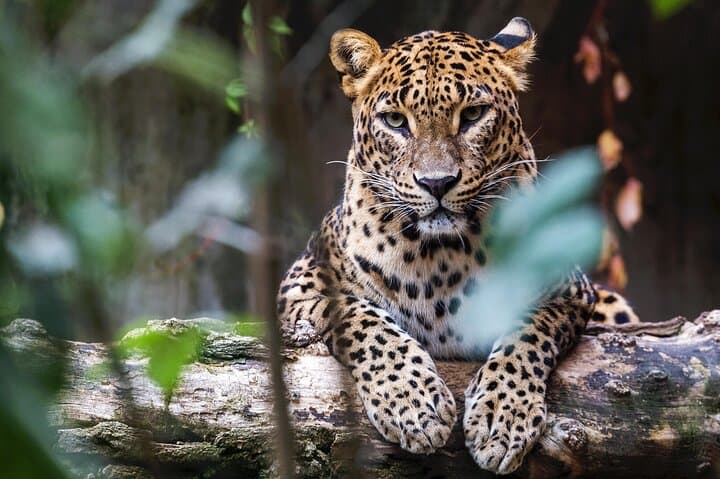 Yala National Park Jeep Safari — Leopard, Elephant & Birdwatching Tour photo 3
