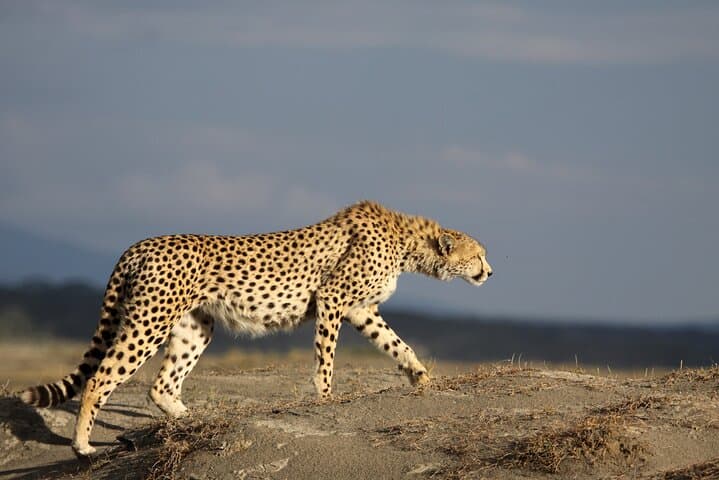 2-Day Tarangire & Ngorongoro Crater Safari — Group Joining Adventure from Arusha photo 2