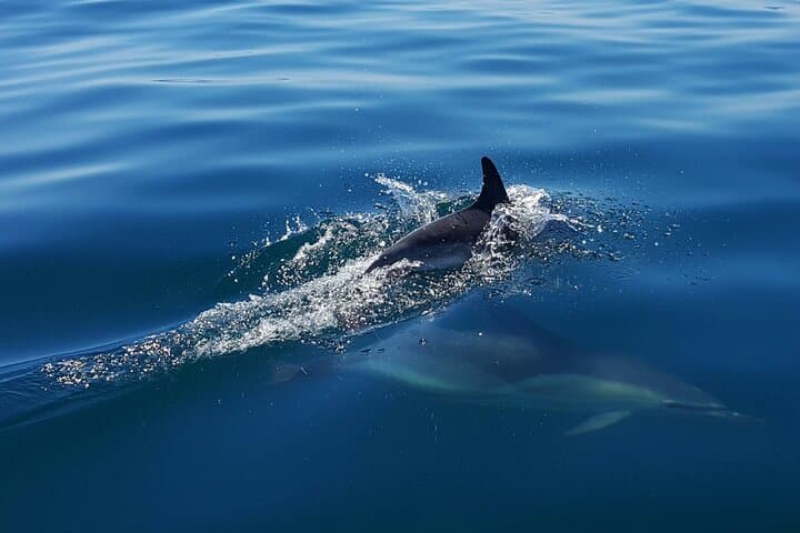 Dolphin Watching in Cascais: Small-Boat Marine Wildlife Cruise