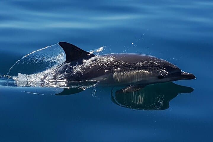 Dolphin Watching in Cascais: Small-Boat Marine Wildlife Cruise photo 2