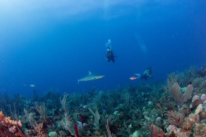 Copamarina Two-Tank Scuba: Epicenter & The Wall Dives, Puerto Rico photo 6