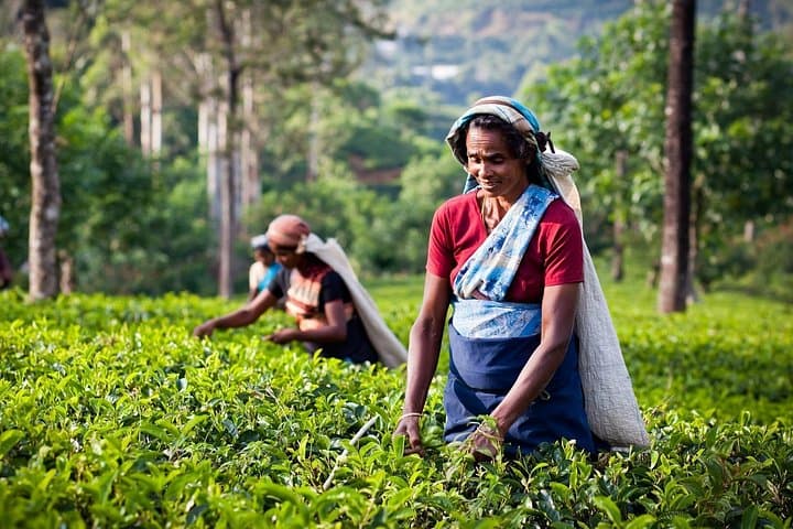 Munnar 2-Night Solo Tour from Kochi — Tea Gardens, Waterfalls & Mattupetty photo 4