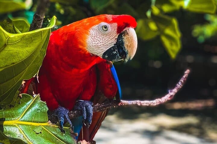 Aviary to Playa Blanca: National Aviary and Lunch at Mambo Beach, Barú photo 4
