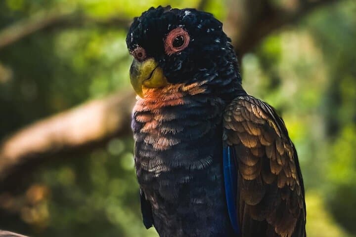 Aviary to Playa Blanca: National Aviary and Lunch at Mambo Beach, Barú photo 5