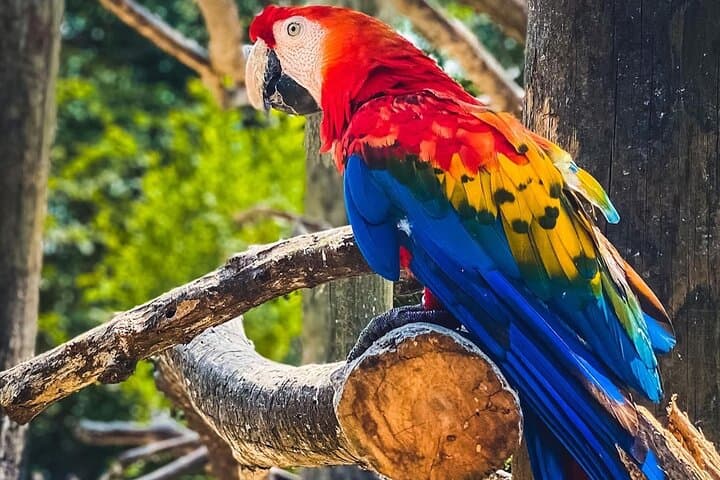 Aviary to Playa Blanca: National Aviary and Lunch at Mambo Beach, Barú photo 6