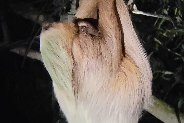 Monteverde Rain Forest Night Walk: Guided Nocturnal Wildlife Tour photo 5