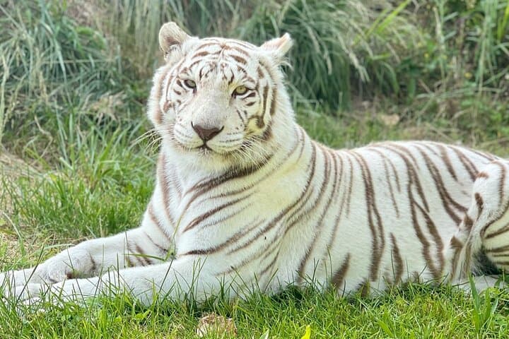 Close Encounters with Big Cats: Awareness Tour at National Tiger Sanctuary photo 1
