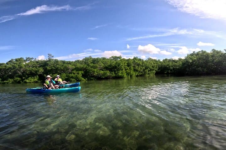 Pedal Kayak Mangrove Tunnel Tour in Terra Ceia Bay — Bradenton Eco-Kayaking photo 4
