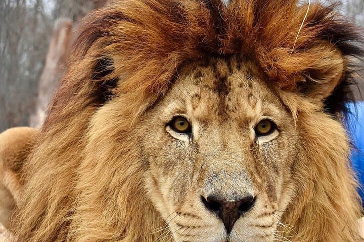 Close Encounters with Big Cats: Awareness Tour at National Tiger Sanctuary photo 4