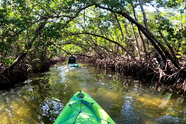 Mangrove Tunnel Pedal Kayak Eco-Tour — Anna Maria Island’s Hidden Waterways