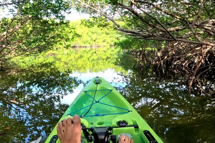 Mangrove Tunnel Pedal Kayak Eco-Tour — Anna Maria Island’s Hidden Waterways photo 2