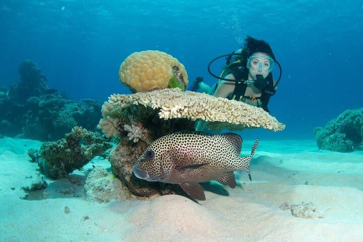 SeaQuest Day Trips from Cairns: Snorkel & Intro Dive on the Outer Great Barrier Reef photo 2