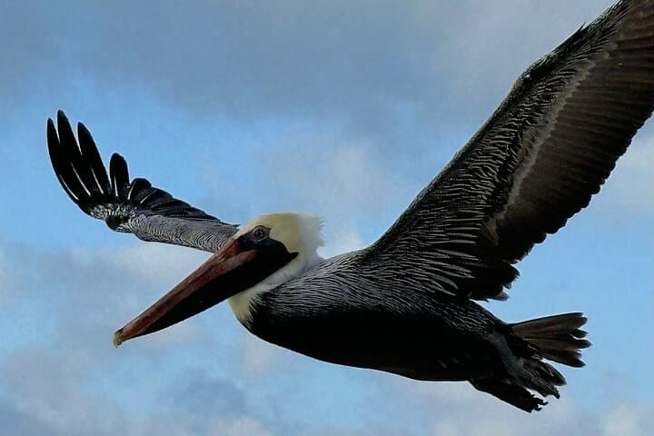 Pensacola Beach Snorkel & Secluded Beach Boat Excursion — 4-Hour Private Tour photo 2