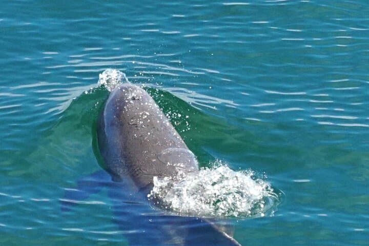 Pensacola Beach Snorkel & Secluded Beach Boat Excursion — 4-Hour Private Tour photo 5