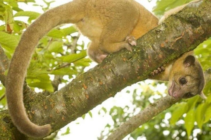 Damas Island Mangrove Boat Tour: Wildlife and Quiet Channels Near Manuel Antonio photo 2