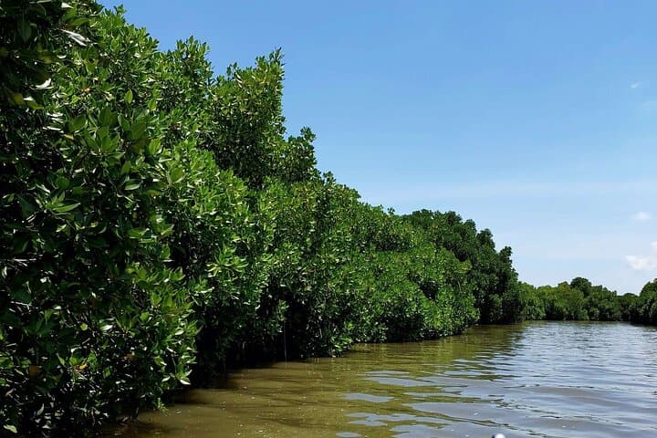 Pichavaram Mangrove and Nataraja Temple Day Tour from Pondicherry