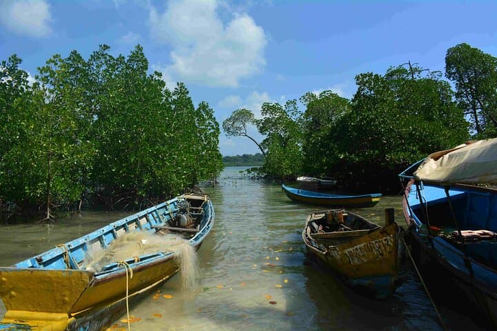 Pichavaram Mangrove and Nataraja Temple Day Tour from Pondicherry photo 3